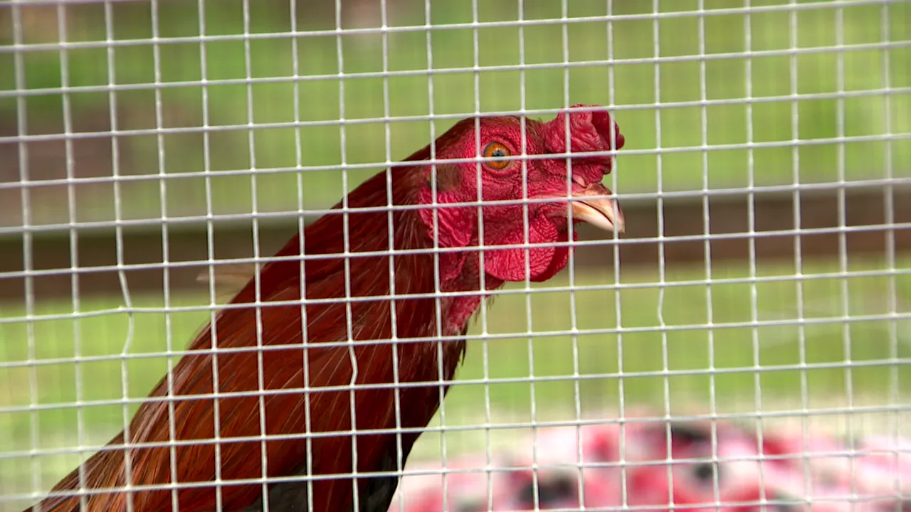 Roosters set for Pierce County sanctuary shot, killed by Yakima County agents