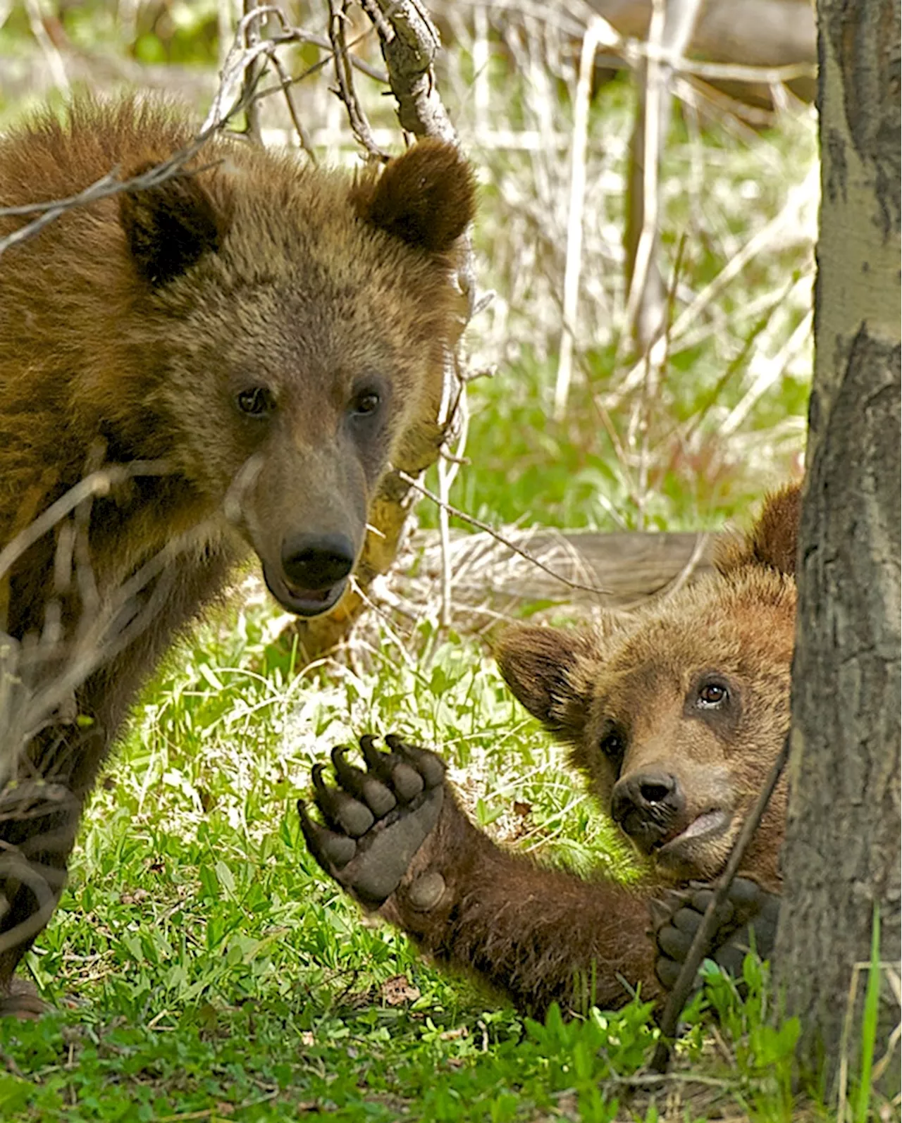 Surprise grizzly bear encounter in Wyoming's Grand Teton sends Massachusetts man to hospital