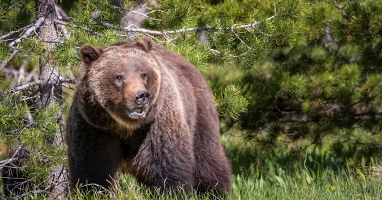 Man mauled by grizzly bear in ‘surprise encounter’ at Grand Teton National Park