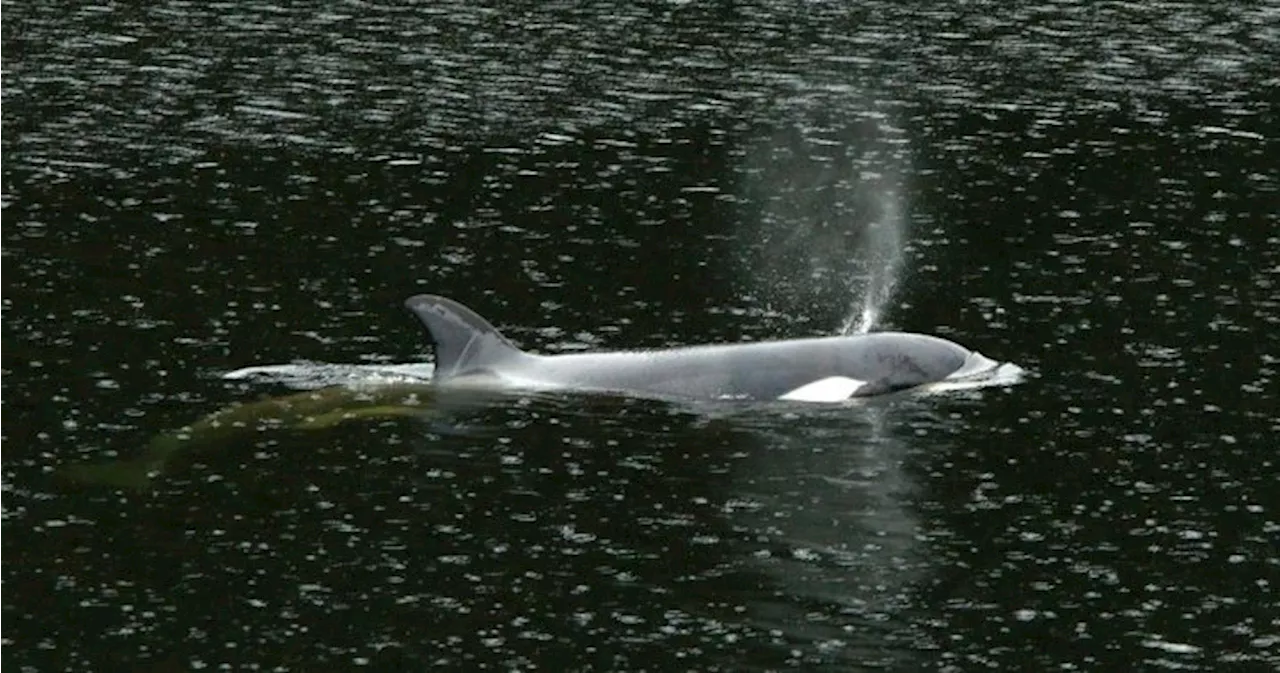 Orphan orca calf’s pod spotted off coast of Vancouver Island