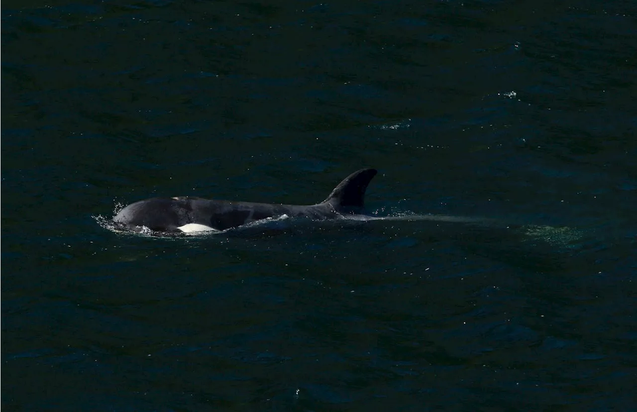 Orphan orca’s extended family spotted off northeast side of Vancouver Island