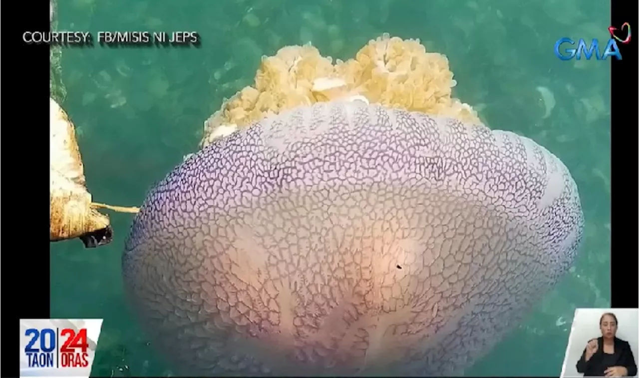 Dambuhalang jellyfish, nakita sa karagatan ng Agusan del Norte