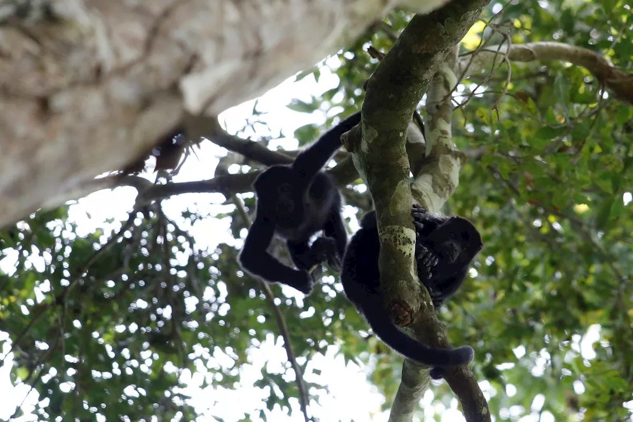 Mexico's howler monkeys dropping dead as heat toll mounts