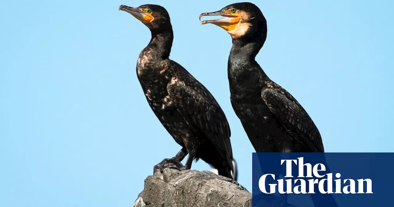 Dozens of cormorants shot by Tasmanian salmon farm operator