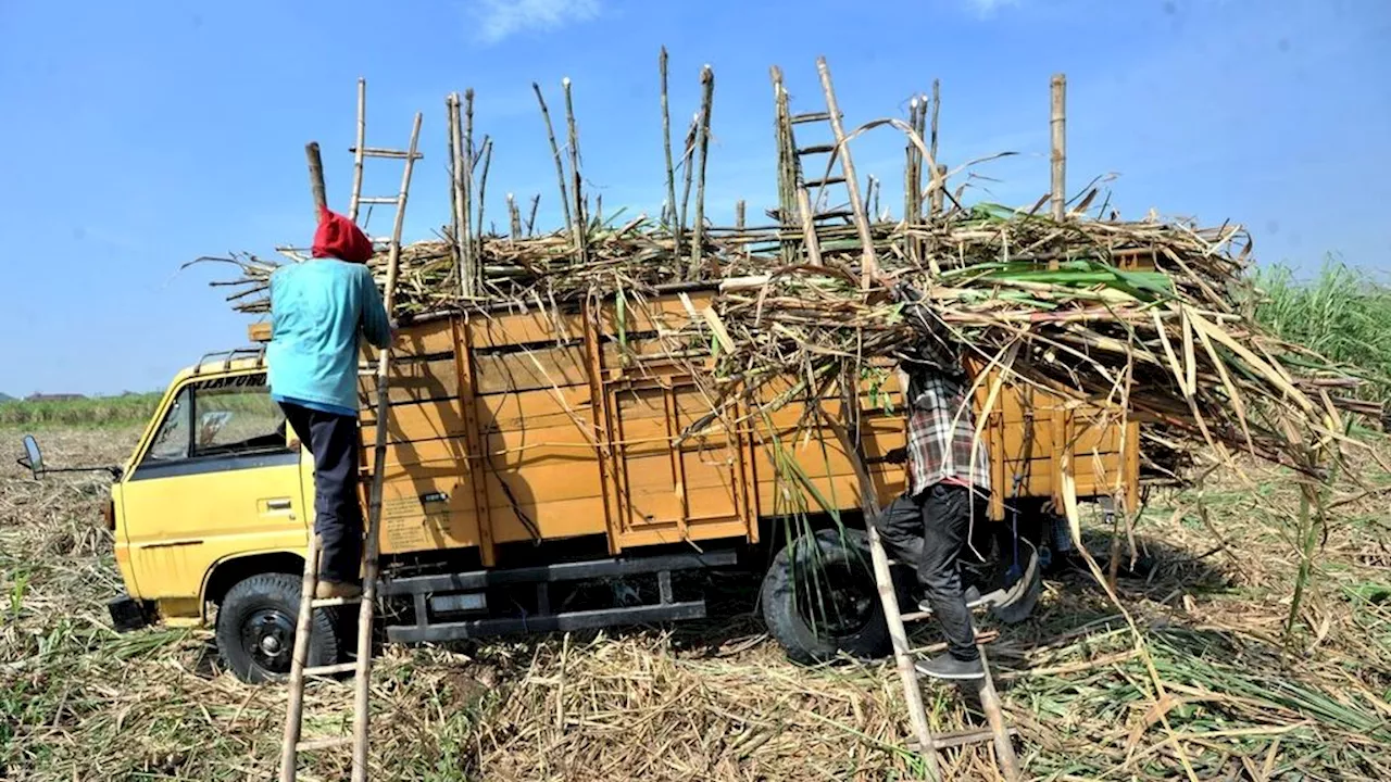 Lelang Perdana, Gula Petani Tertinggi Laku Rp 14.921 Per Kilogram