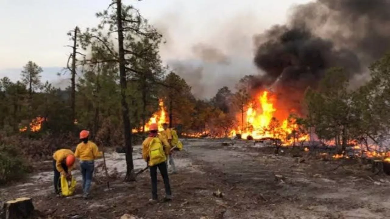 Incendios forestales destruyen miles de hectáreas en Chihuahua