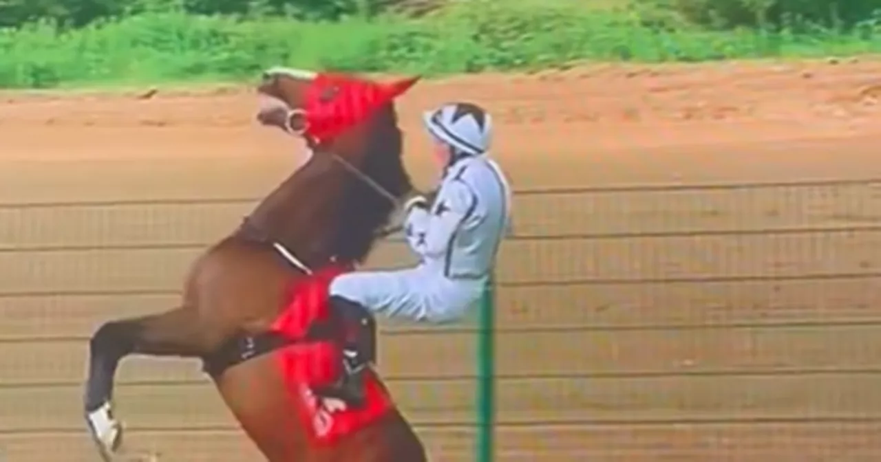 Irish jockey shows remarkable poise as horse dramatically rears up at Cork