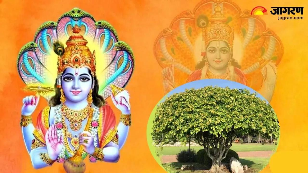 Vaishakh Purnima 2024: वैशाख पूर्णिमा पर जरूर करें पीपल के पेड़ की पूजा, पितृ होंगे प्रसन्न