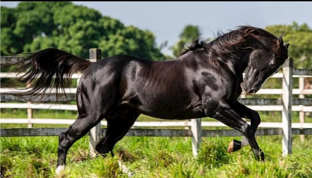 Briga entre idosos termina em morte por causa de cavalo em Itabira (MG)