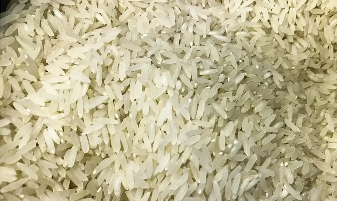 Conab suspende leilão de compra pública de 104 mil toneladas de arroz importado