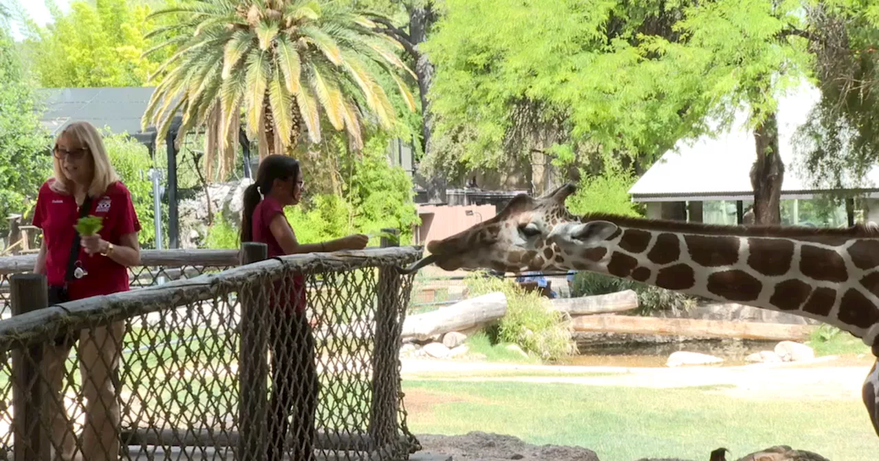 Summer Safari Nights return to Reid Park Zoo