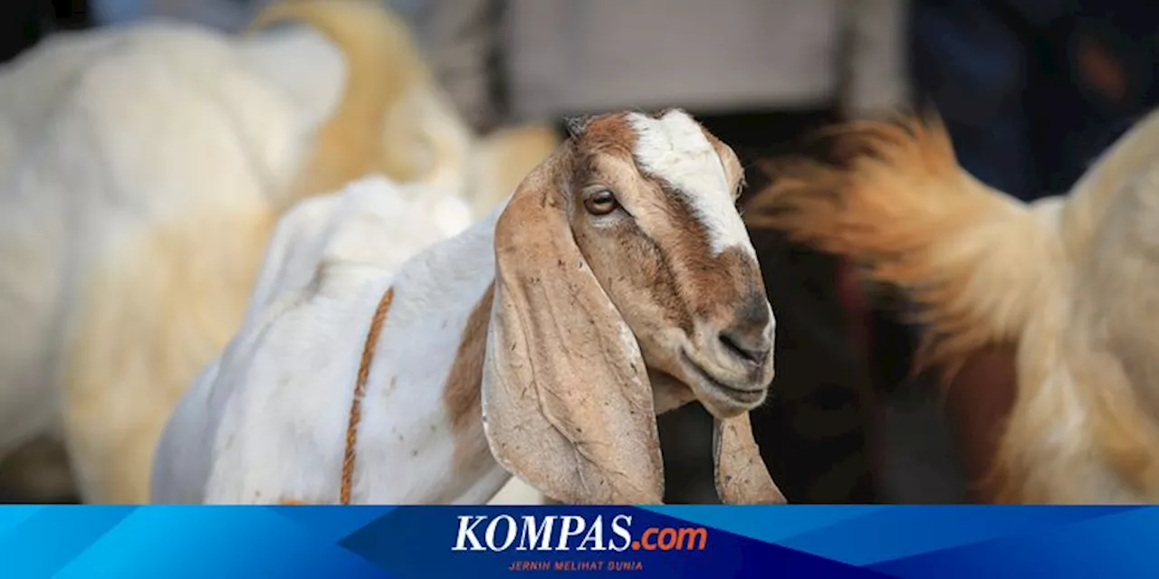 Daftar Harga Sapi dan Kambing untuk Idul Adha 2024