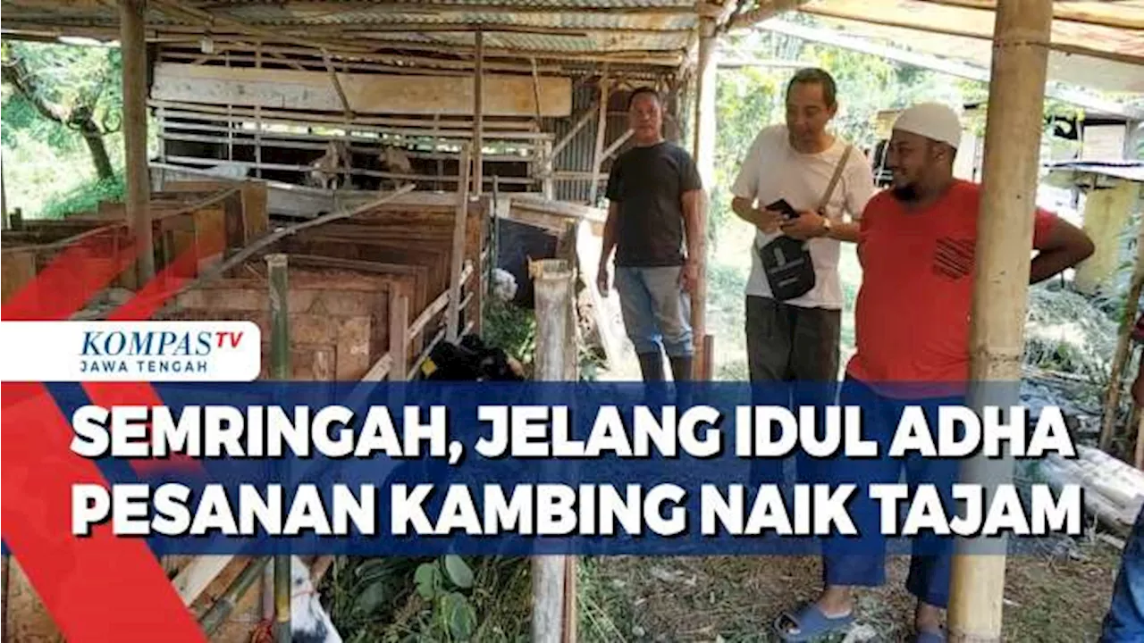 Semringah, Jelang Idul Adha Pesanan Kambing Naik Tajam