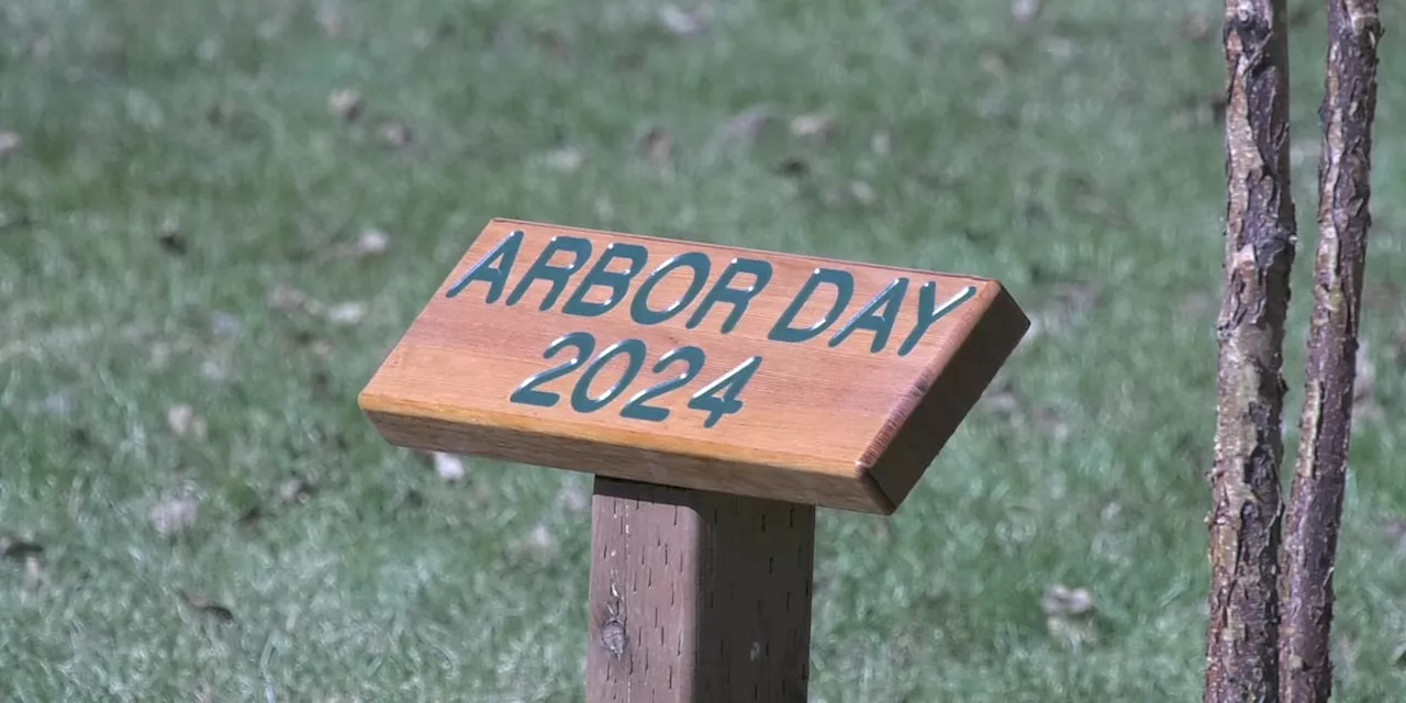 Arbor Day 2024: Tree from Polaris Building roof planted near Fairbanks City Hall