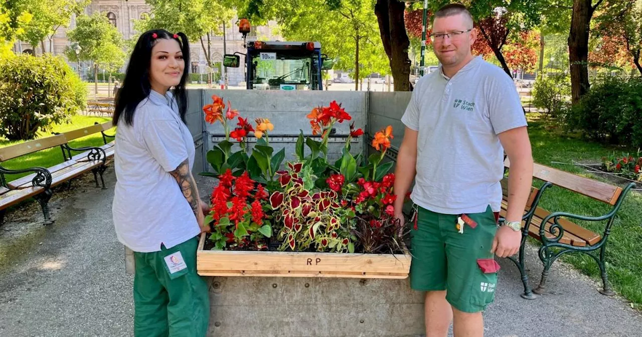 Wiener Stadtgärten im Sommer: Wo die roten Blumen blühen