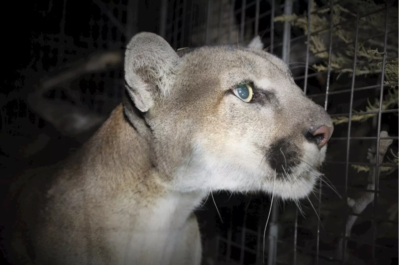 Sierra Madre mountain lion sightings prompt caution from police