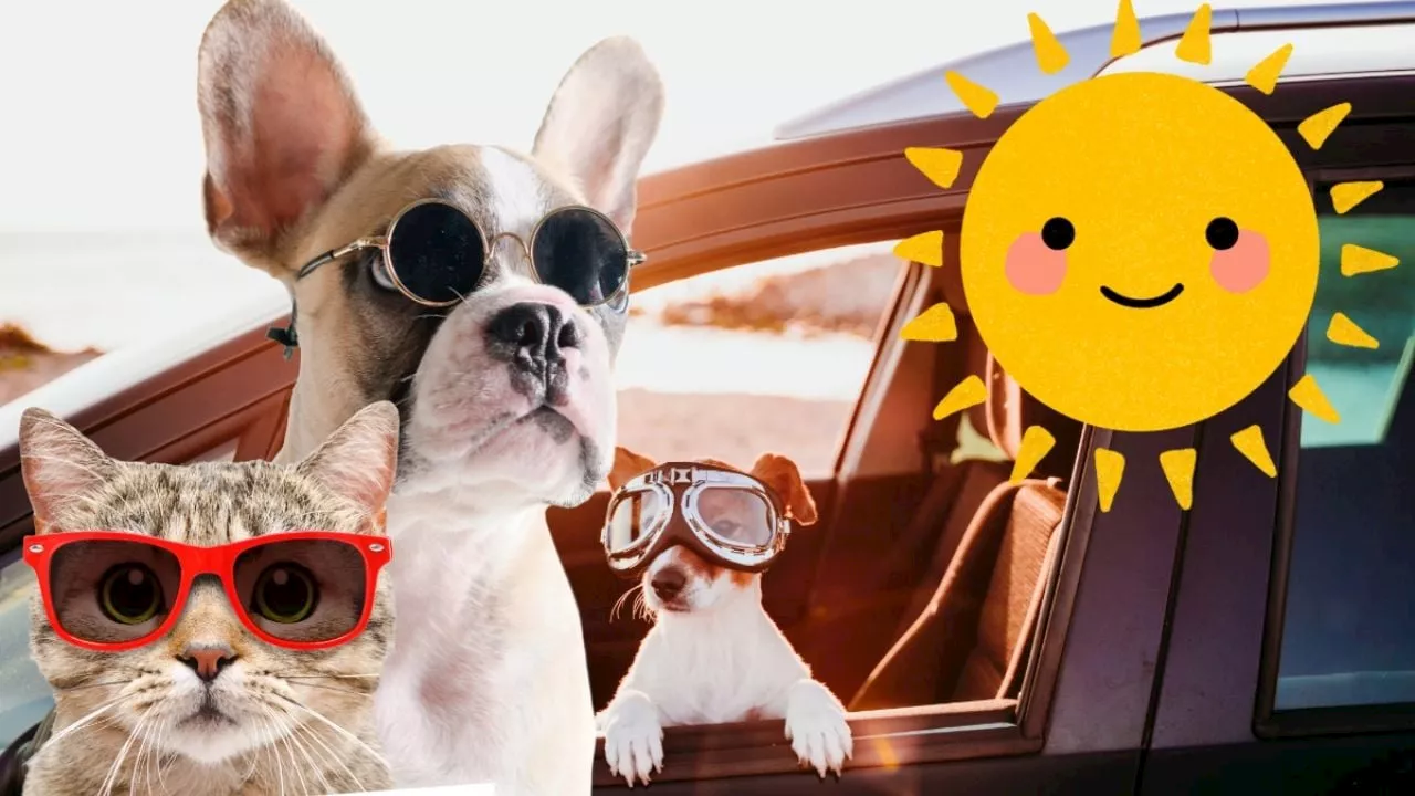 Calor en Hidalgo ¿cómo proteger a tus perritos y gatitos en esta temporada?