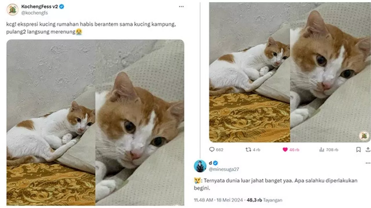 6 Kreativitas Netizen Bikin Dialog dari Foto Kucing Melamun Ini Kocak