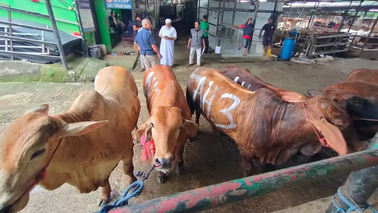 Jelang Idul Adha, Ribuan Sapi Disebut Mengurusi Izin Untuk Masuk ke Kota Depok