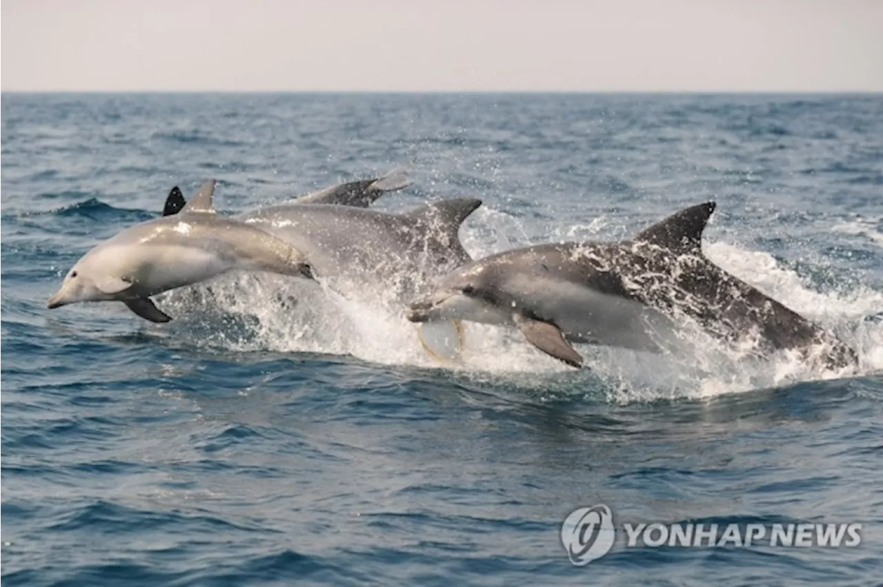 러-우 전쟁 2년, 흑해 돌고래 100배 더 죽어 멸종위기