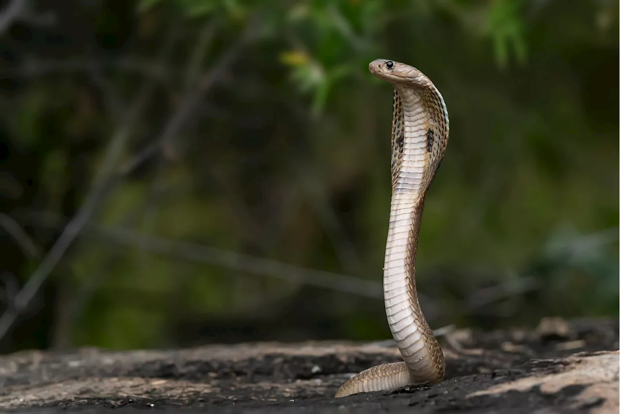 Snakebites can destroy skin, muscle, and even bone—exciting progress on drugs to treat them