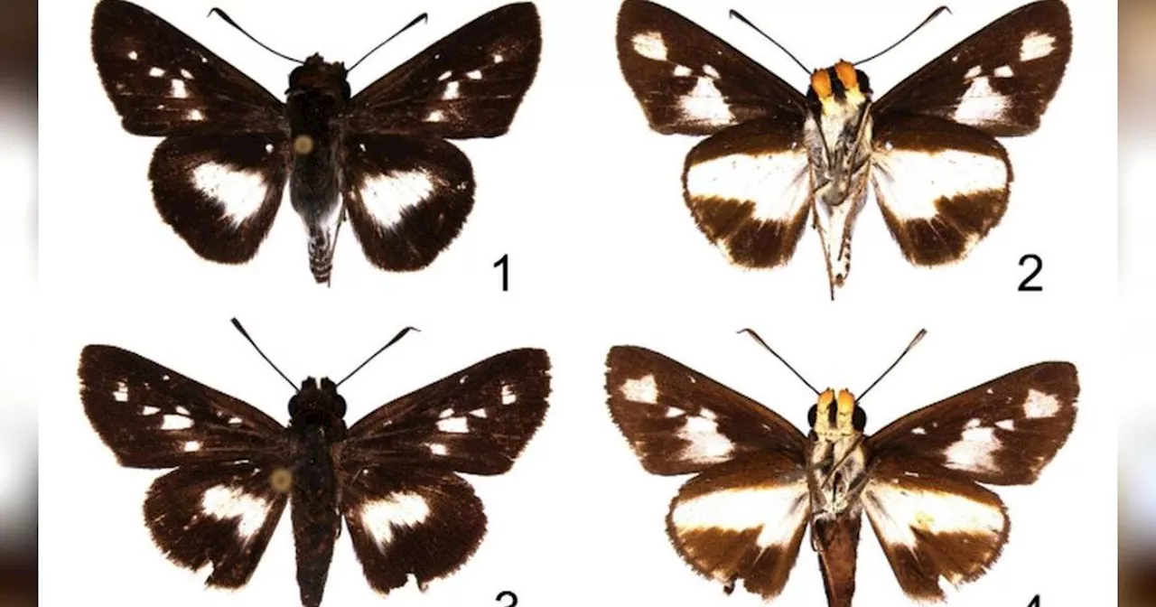 Dikira Kotoran Burung yang Menempel di Dahan Pohon, Ternyata Ilmuwan Temukan Spesies Baru Kupu-Kupu