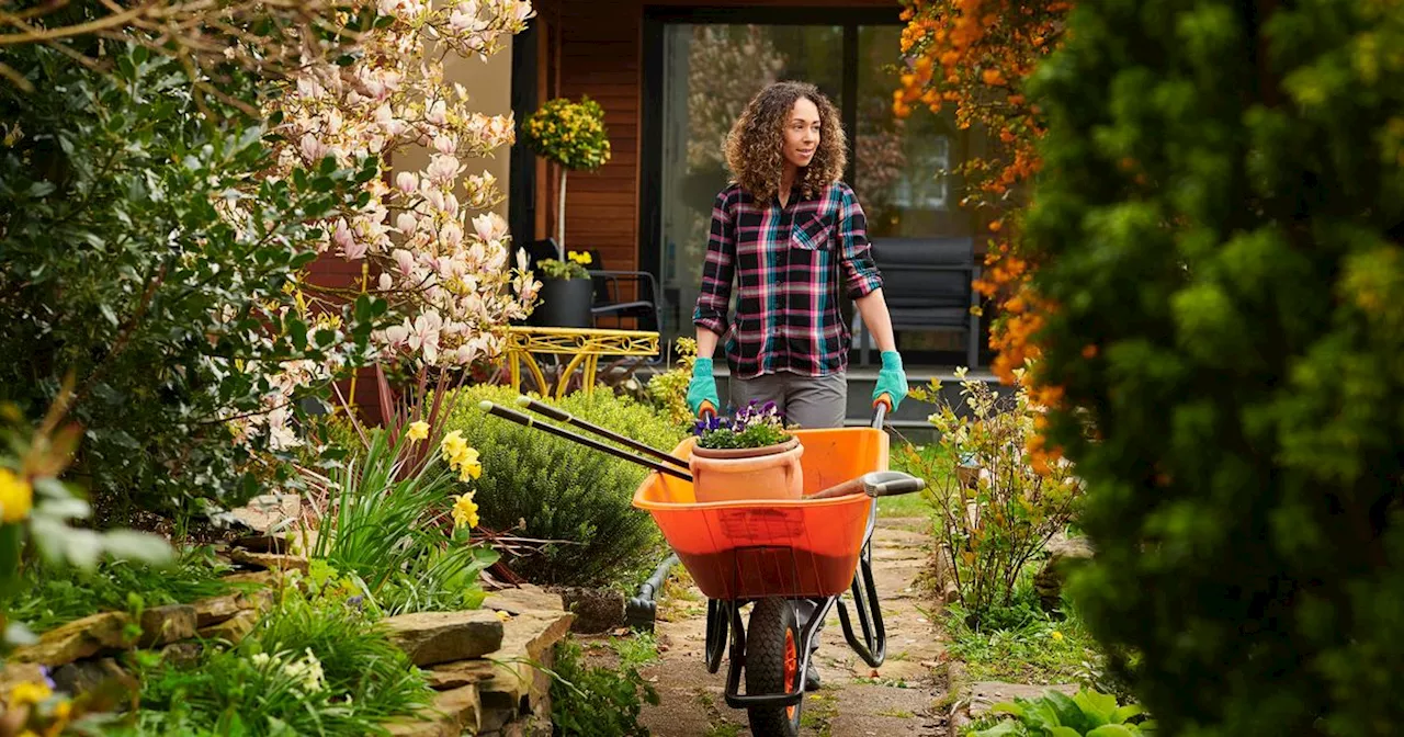 Patio expert’s free 'magic' solution to remove paving weeds 'in minutes'