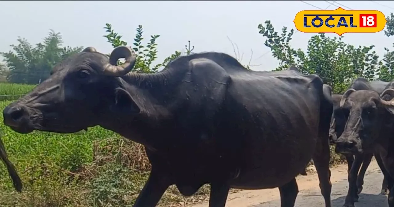 मानसून से पहले पशु पालक जरूर करें ये काम...नहीं तो होगा बड़ा नुकसान