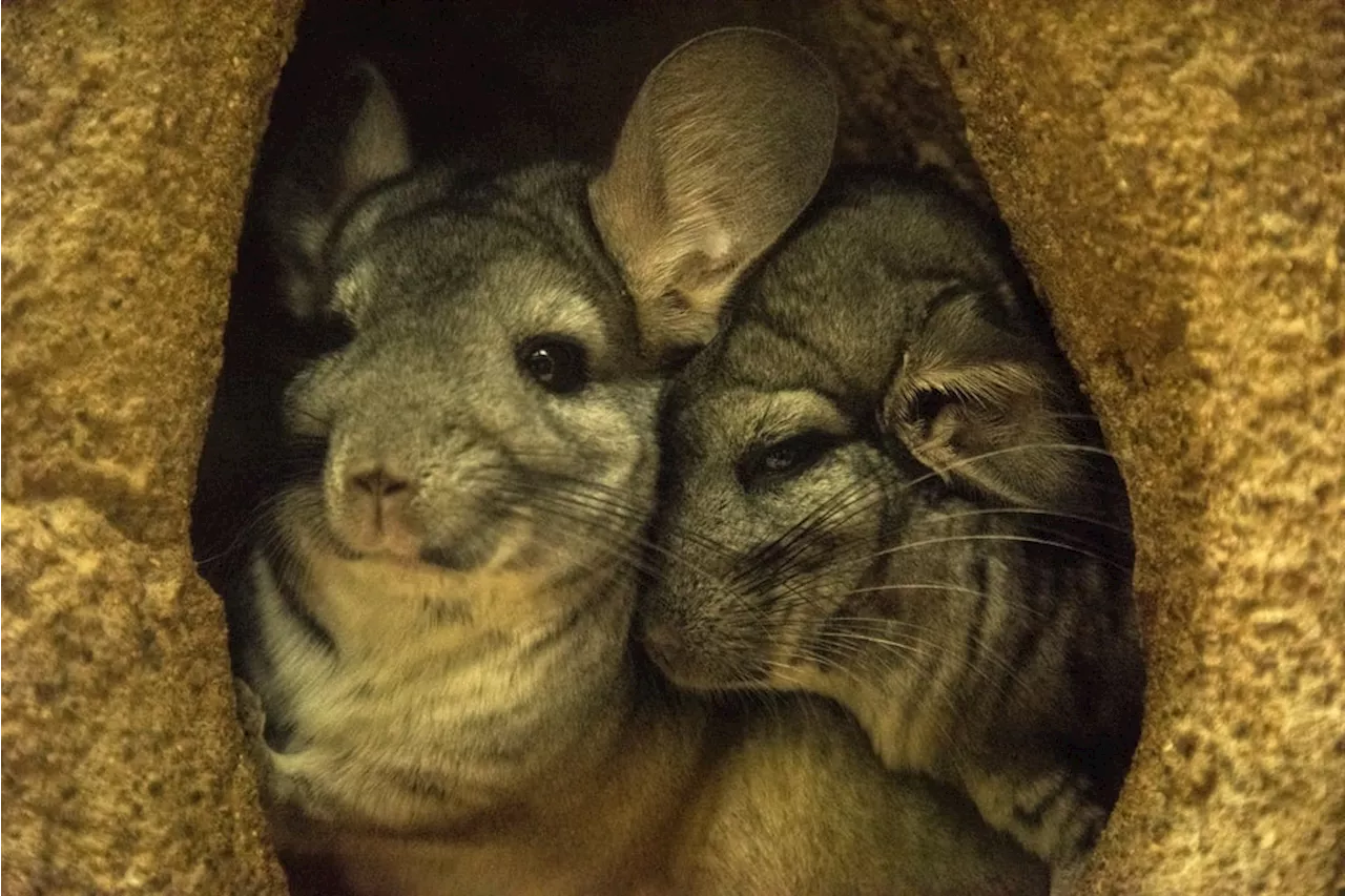 Chinchilla fears force halt at section of Gold Fields mine