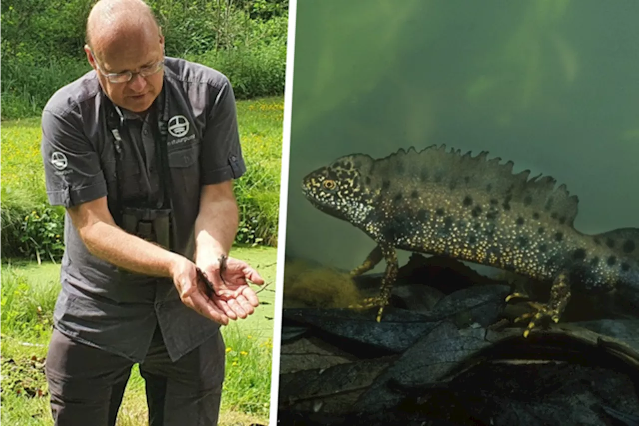 In deze gemeente explodeert het aantal salamanders: “Recordcijfers voor heel Vlaanderen, dit is fenomenaal”