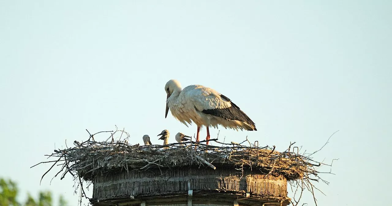 Bielefelds erste Storchenbabys begeistern Besucher an Bächen und Auen