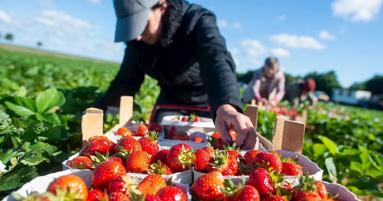 Erdbeeren im Kreis Gütersloh: Hier können Sie ab sofort günstigere Erdbeeren pflücken