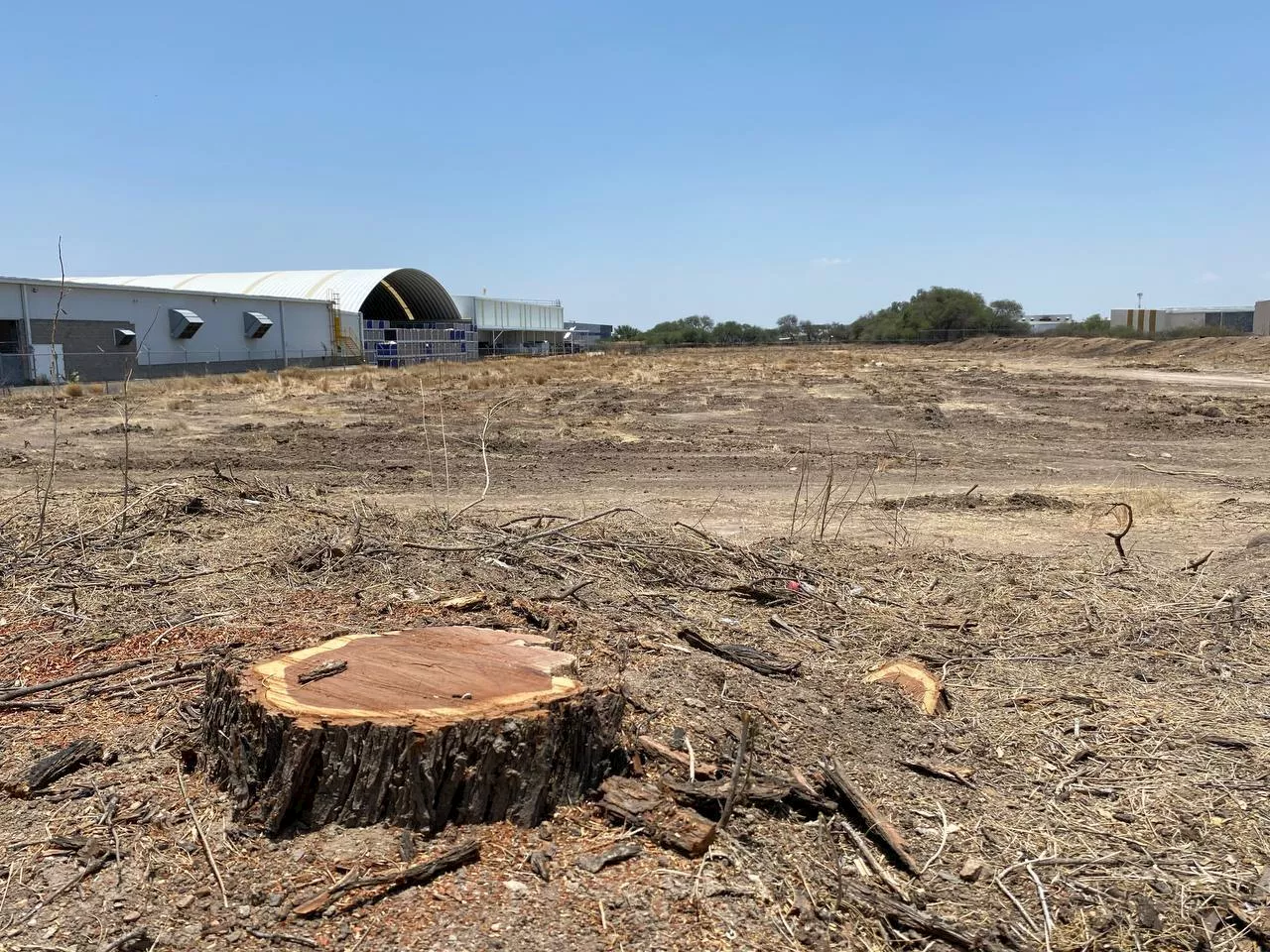 Talan 50 árboles en Puerto Interior en Silao para construir fábrica, ¿es legal?