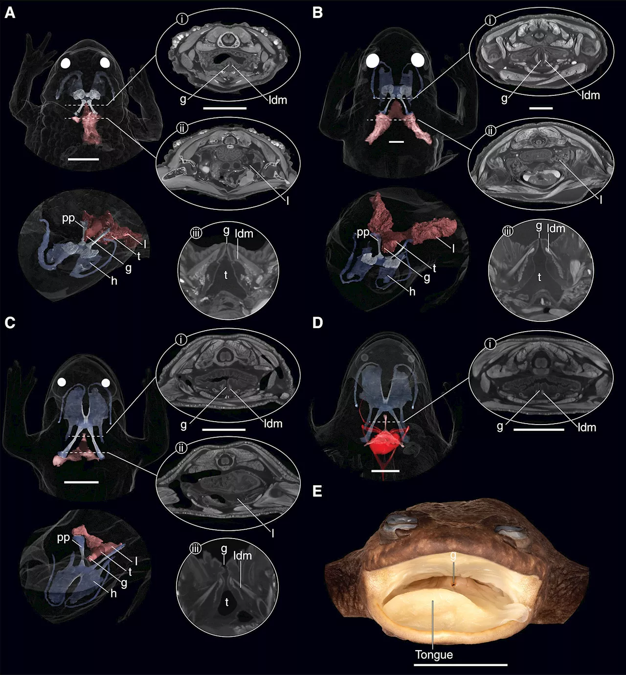 Biologists show the only 'lungless' frog species does indeed have lungs