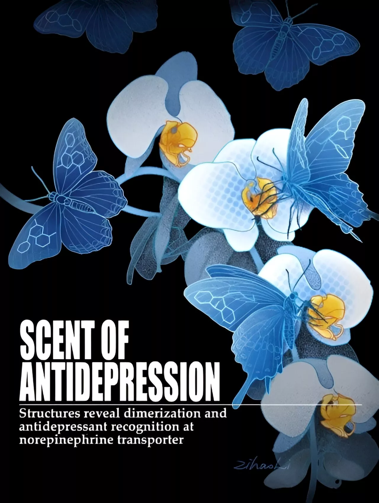 Study decodes dimerization and antidepressant recognition at noradrenaline transporter