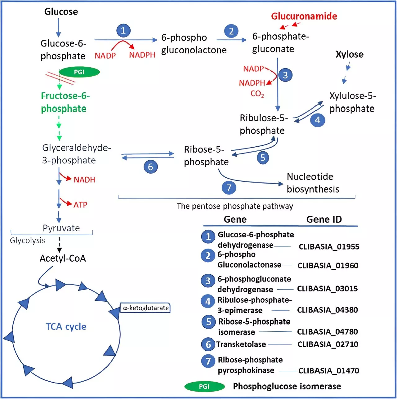 Unlocking the secrets of citrus greening: Cultivating Candidatus Liberibacter asiaticus