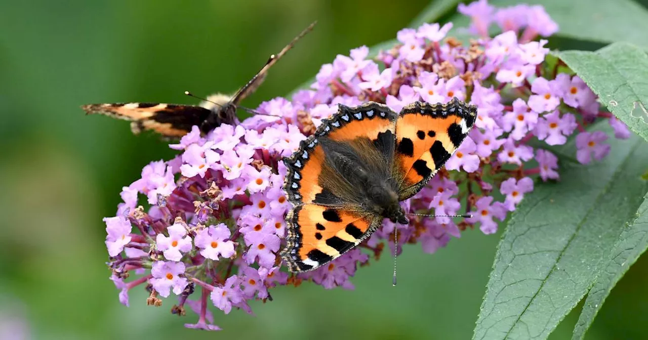 Talsohle beim Insektensterben in NRW steht noch bevor