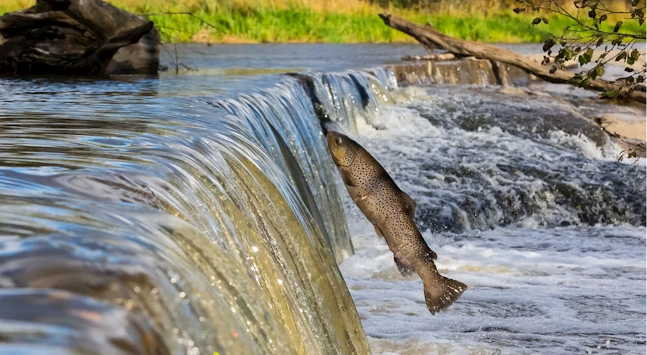 Populações de peixes migratórios de água doce sofrem quebra de 81% em 50 anos