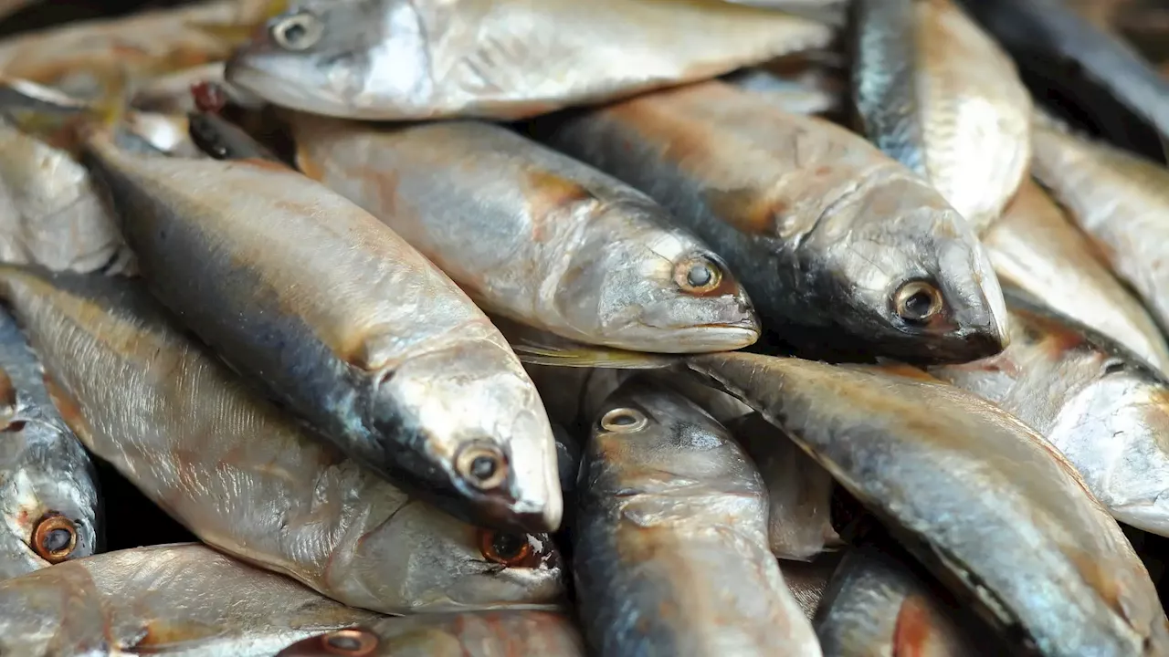 Pesca do carapau proibida a partir desta terça-feira