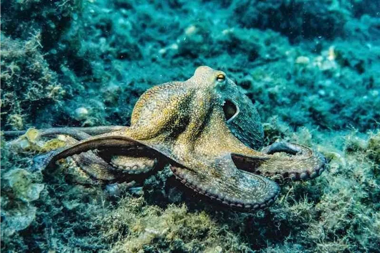 QuickCheck: Is it true that each tentacle of an octopus has a mind of their own?