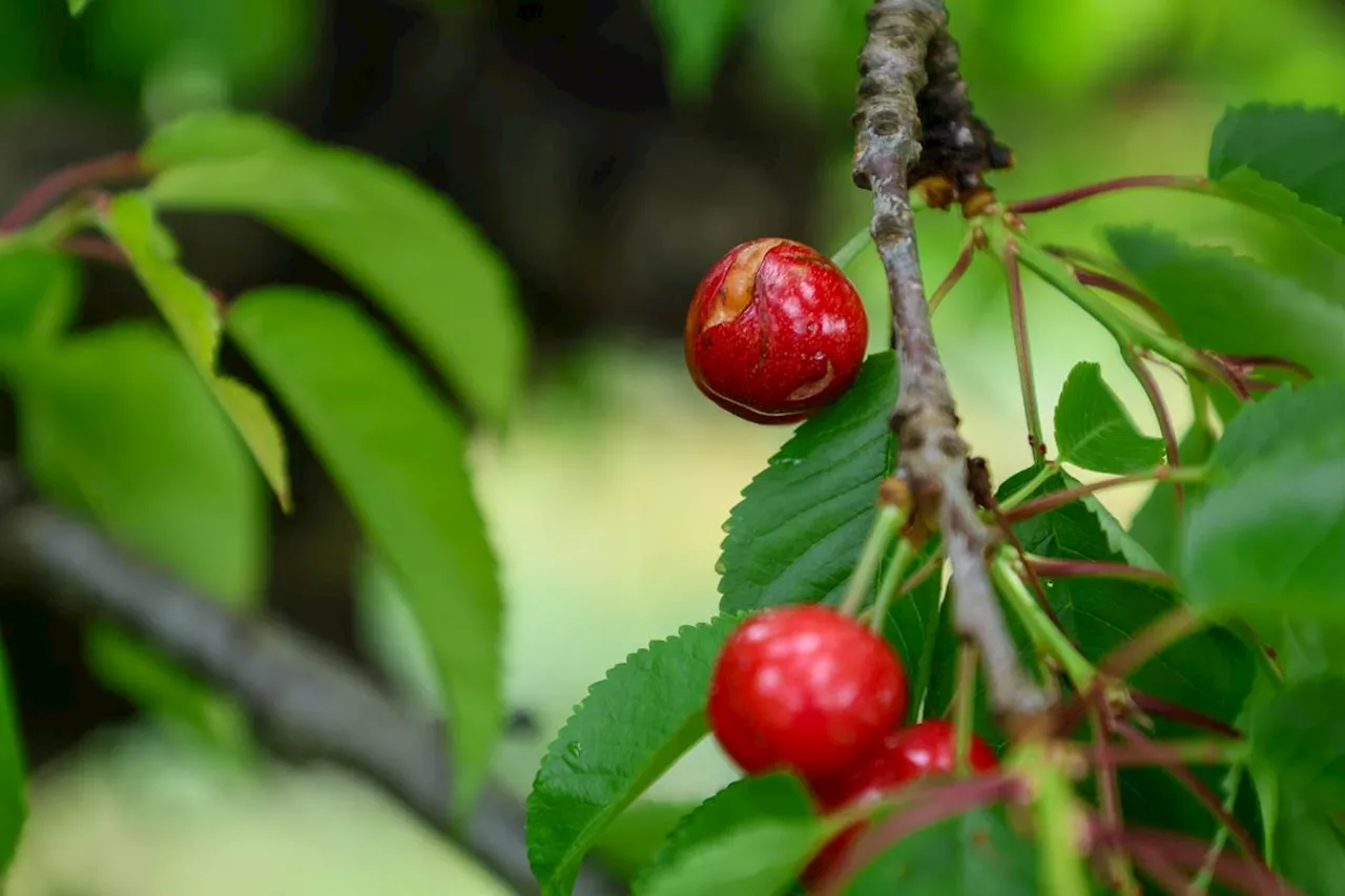 Dans le Lot-et-Garonne, l’excès d’eau asphyxie les arbres fruitiers et les céréales