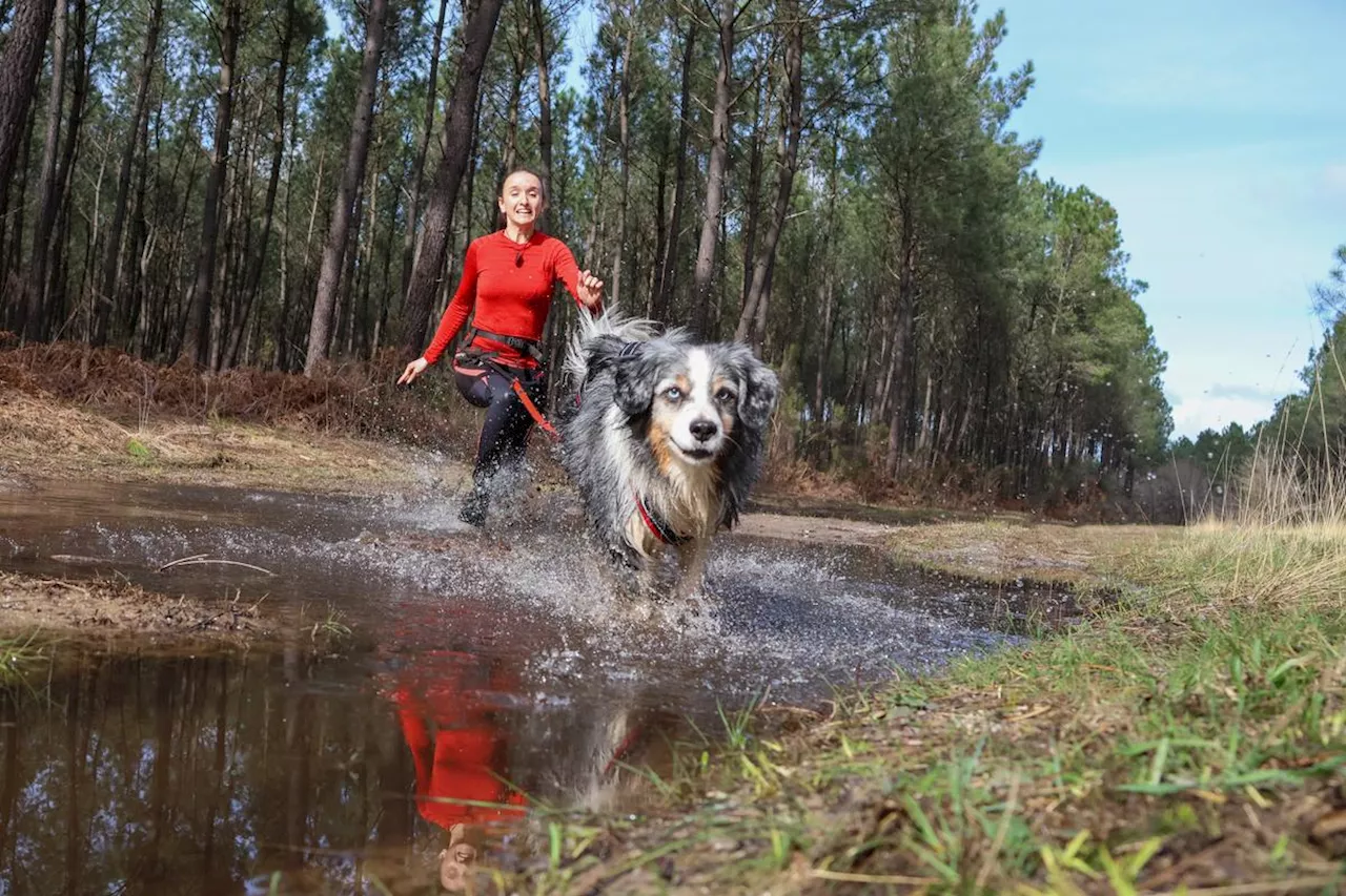 Intervilles pour les chiens : une nouvelle compétition nationale arrive en Dordogne