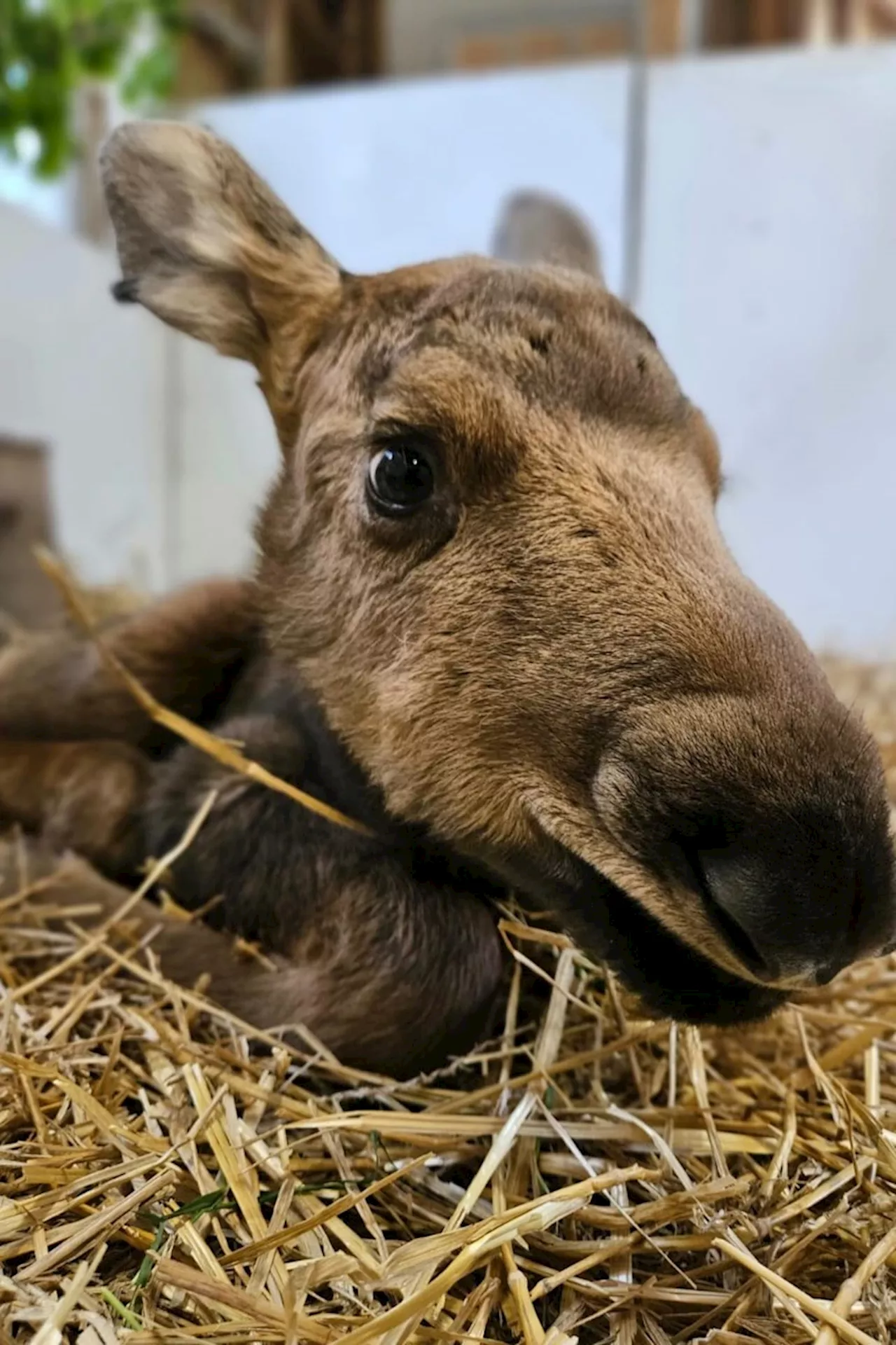 Orphaned calf moose sent to wildlife sanctuary