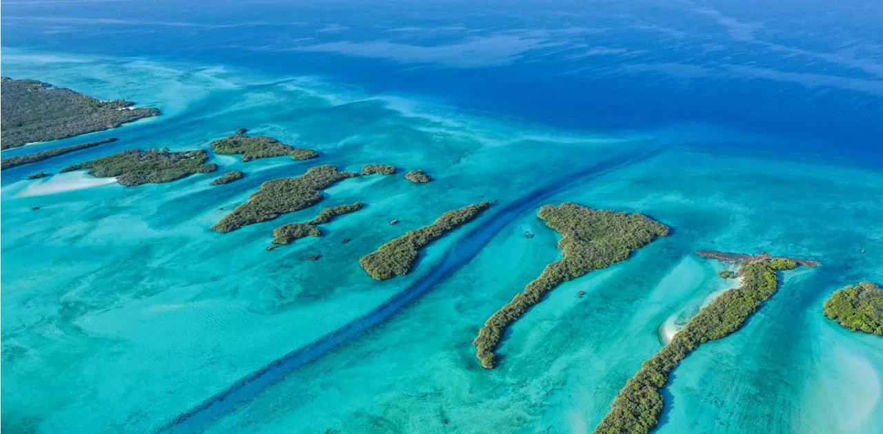 Seychelles: floating baby corals can help save damaged reefs