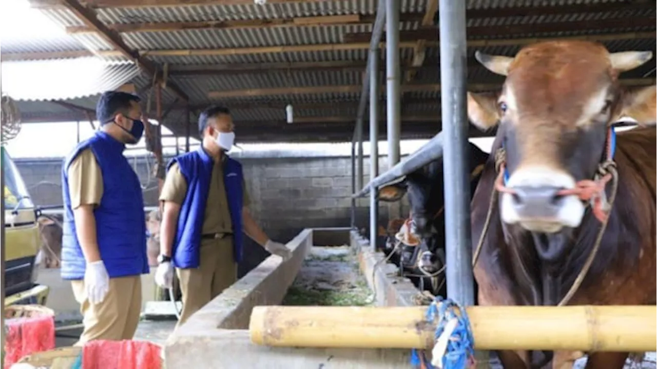 Jelang Idul Adha, Pemkot Tangerang Catat Kebutuhan Hewan Kurban Capai 18 Ribu Ekor