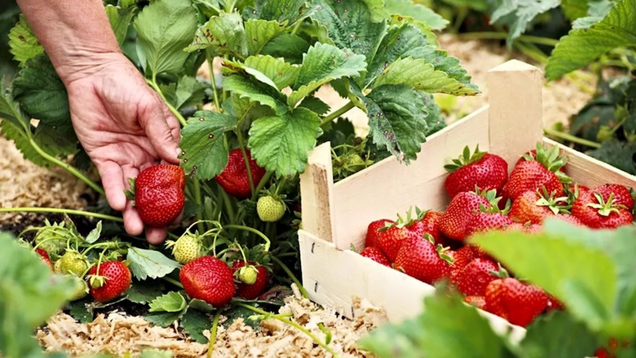 Erdbeeren kaufen: Wie lange geht die Saison in Deutschland?