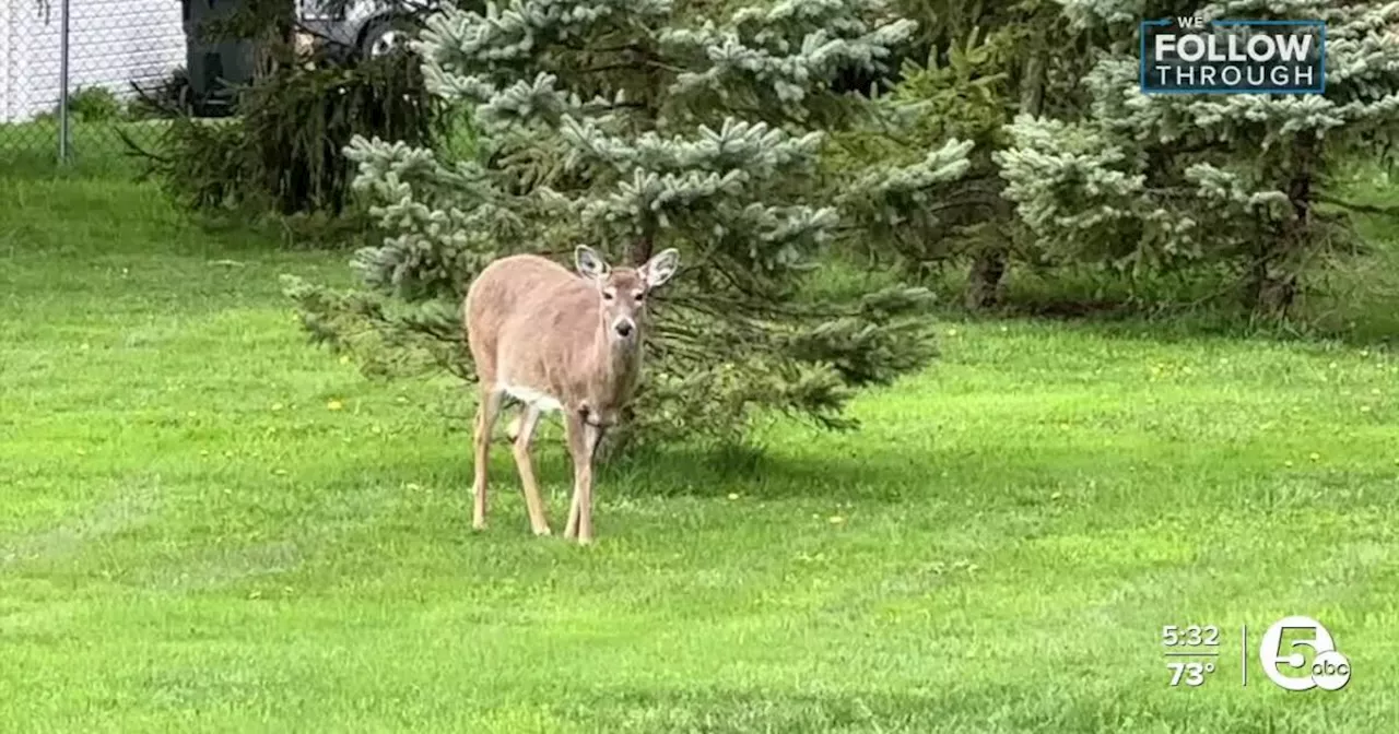 Parma credits less property damage, fewer car accidents to inaugural deer culling operation