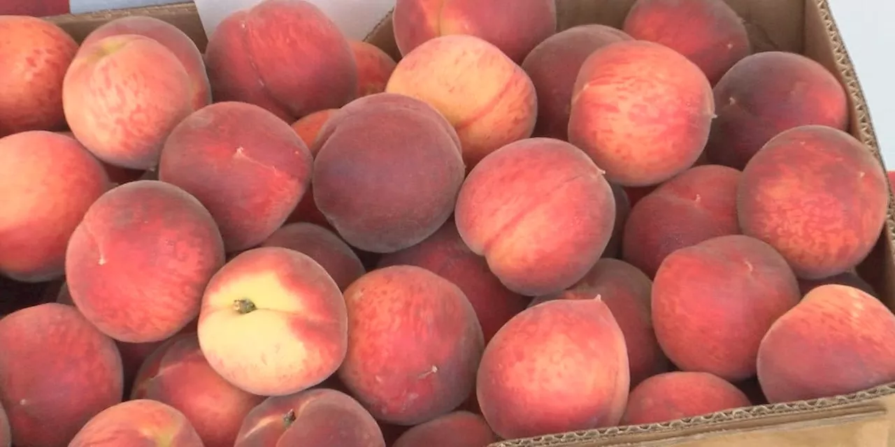 Chilton County peach crop rebounds after last year’s disappointing yield