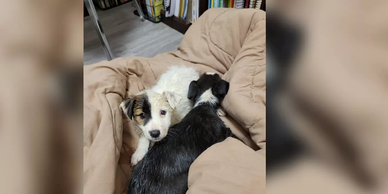 Stray puppies find their way to G.W. Long Elementary