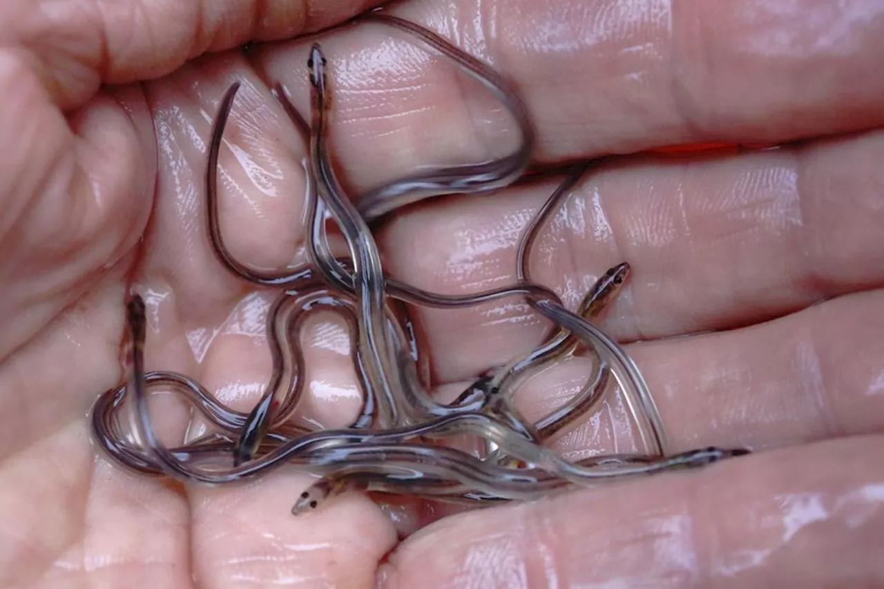 Nova Scotia fisher says Toronto airport elver seizure welcome — and long overdue